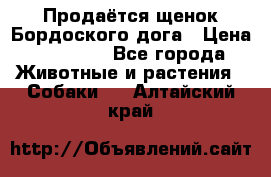 Продаётся щенок Бордоского дога › Цена ­ 37 000 - Все города Животные и растения » Собаки   . Алтайский край